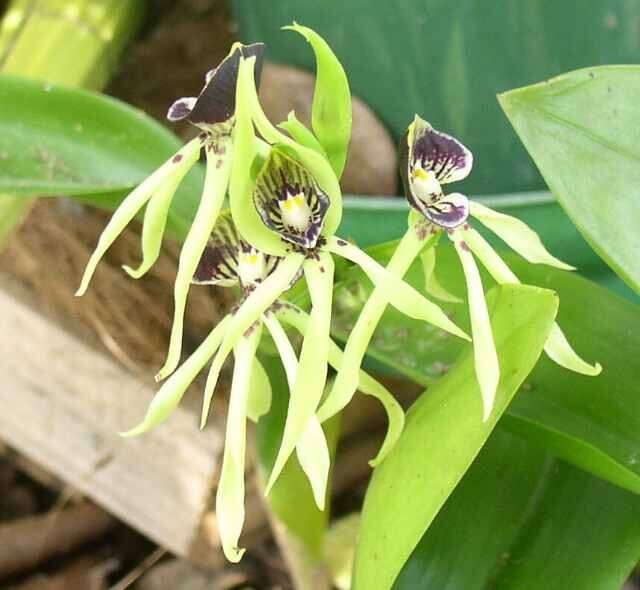 Слика од Prosthechea cochleata (L.) W. E. Higgins