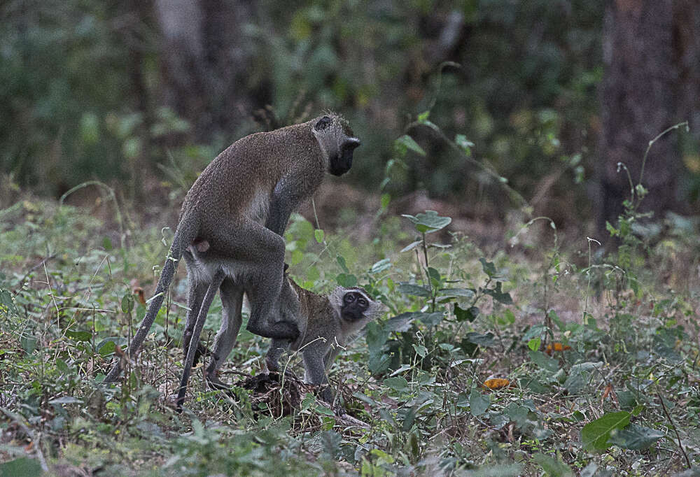 Image of Reddish-green Vervet Monkey