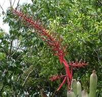 Image of Aechmea bracteata (Sw.) Griseb.