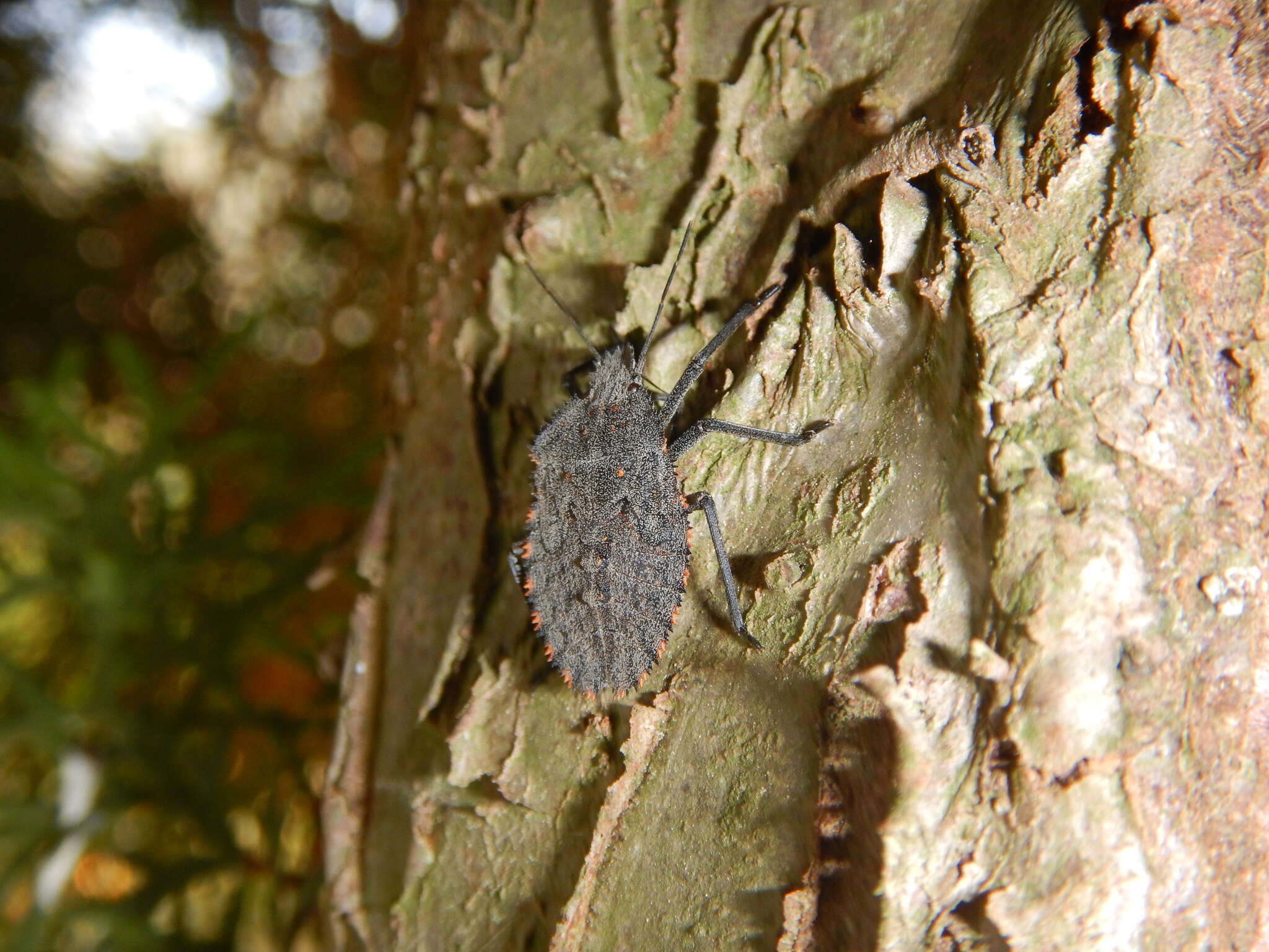 Image of Mustha spinosula (Lefebvre 1831)