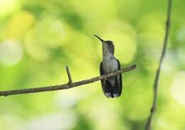 Image of Mexican Woodnymph