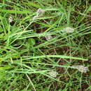 Image of Goosegrass Sedge