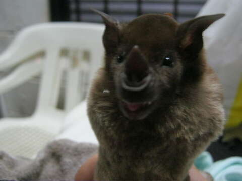 Image of Lesser Spear-nosed Bat