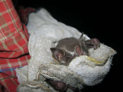 Image of Great Fruit-eating Bat