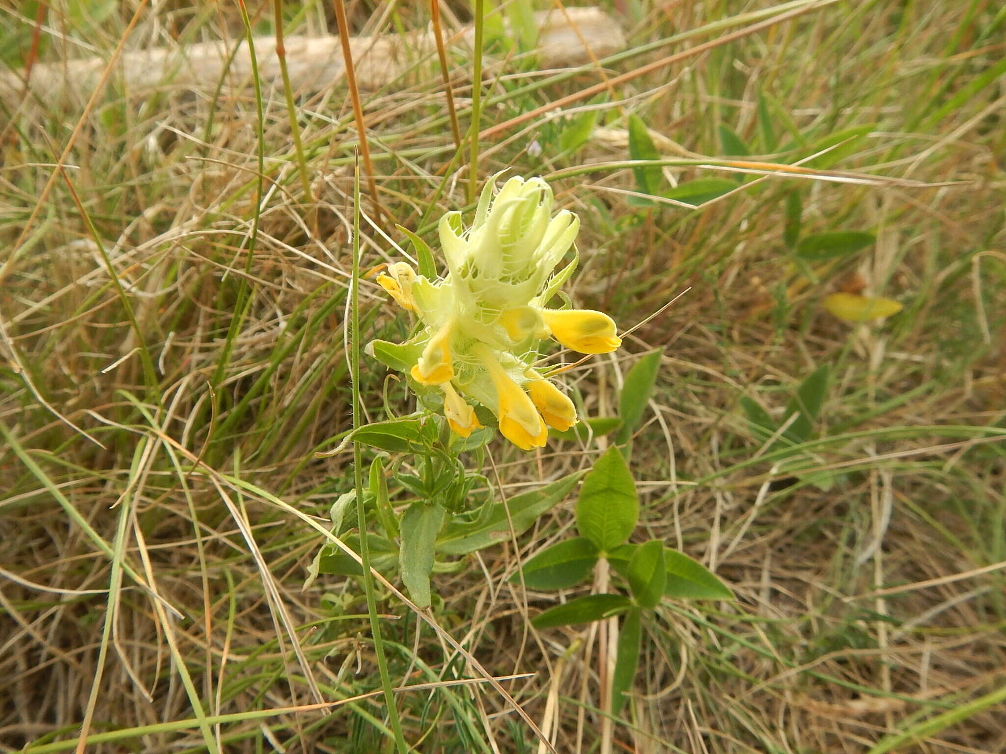 Image of Melampyrum barbatum Waldst. & Kit. ex Willd.