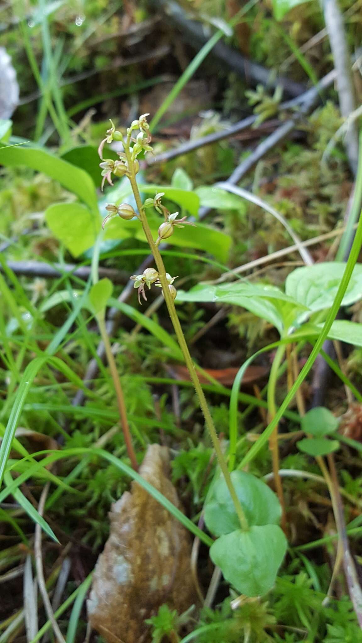 Image of Lesser Twayblade