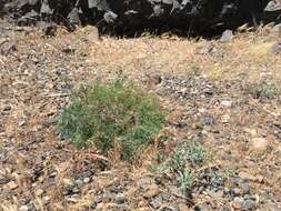 Image of Slickrock biscuitroot