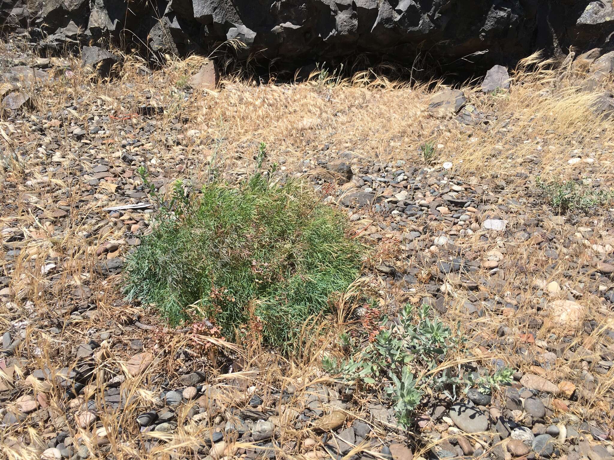 Image of Slickrock biscuitroot