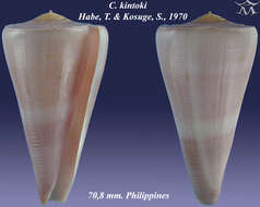 Image of Conus kintoki Habe & Kosuge 1970