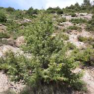 Image of Juniperus oxycedrus subsp. badia (H. Gay) Debeaux