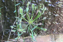 Image of Drosera collinsiae Brown ex Burtt Davy