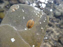 Image of keep's chiton