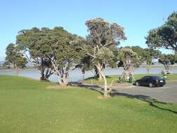 Image of Pohutukawa