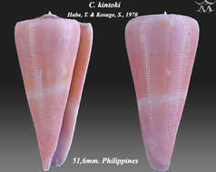 Image of Conus kintoki Habe & Kosuge 1970