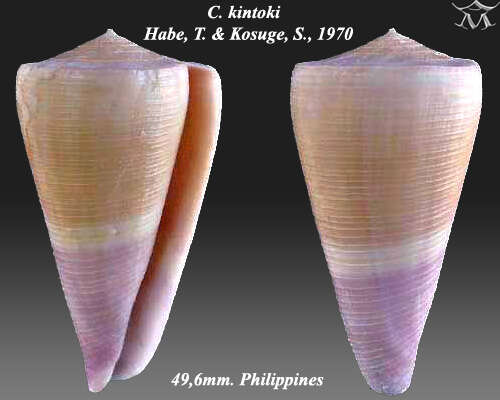 Image of Conus kintoki Habe & Kosuge 1970