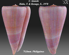 Image of Conus kintoki Habe & Kosuge 1970