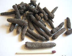 Image of Indian long pepper