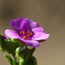 Image of Calandrinia compressa Schrad. ex DC.