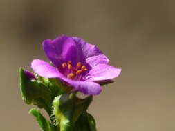 Image of Calandrinia compressa Schrad. ex DC.