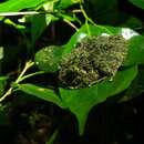 Image of Norton's Robber Frog