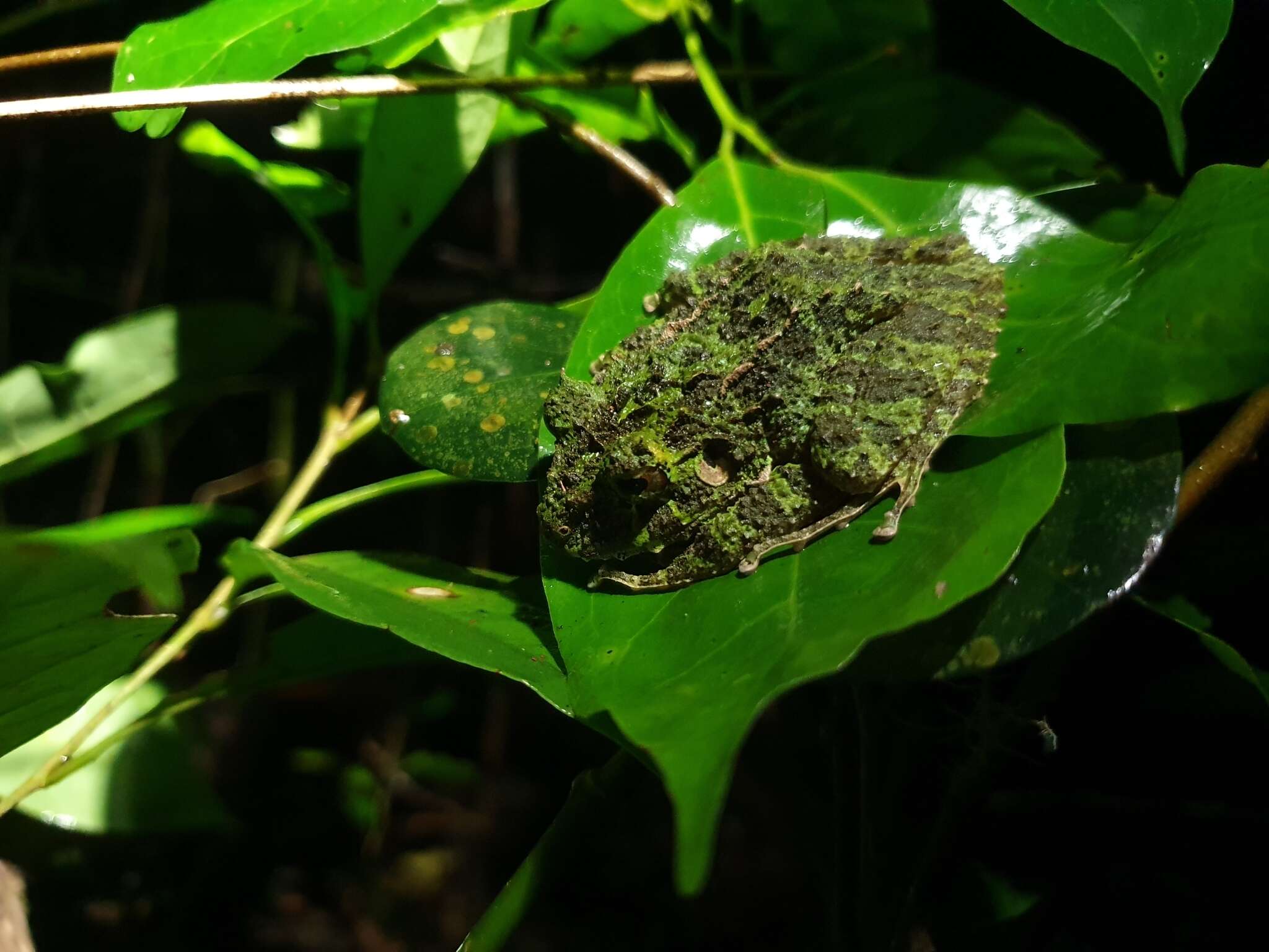 Image of Norton's Robber Frog