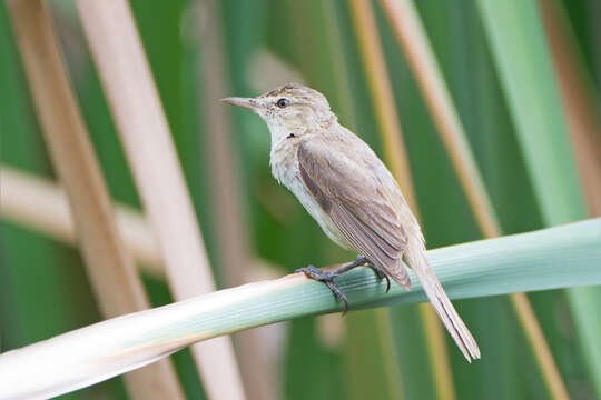 Image of Australian Reed Warbler