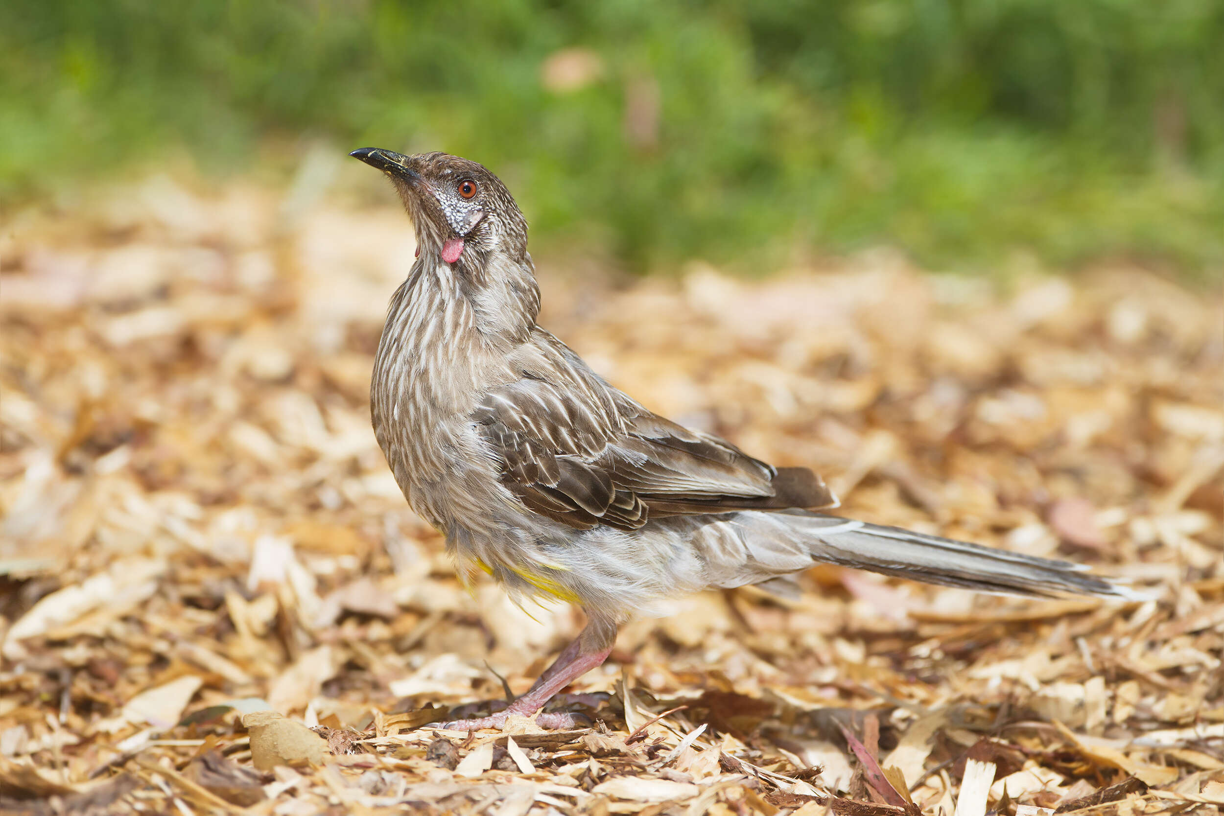 Image of Red Wattlebird