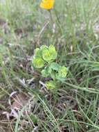 Image of wedgeleaf spurge