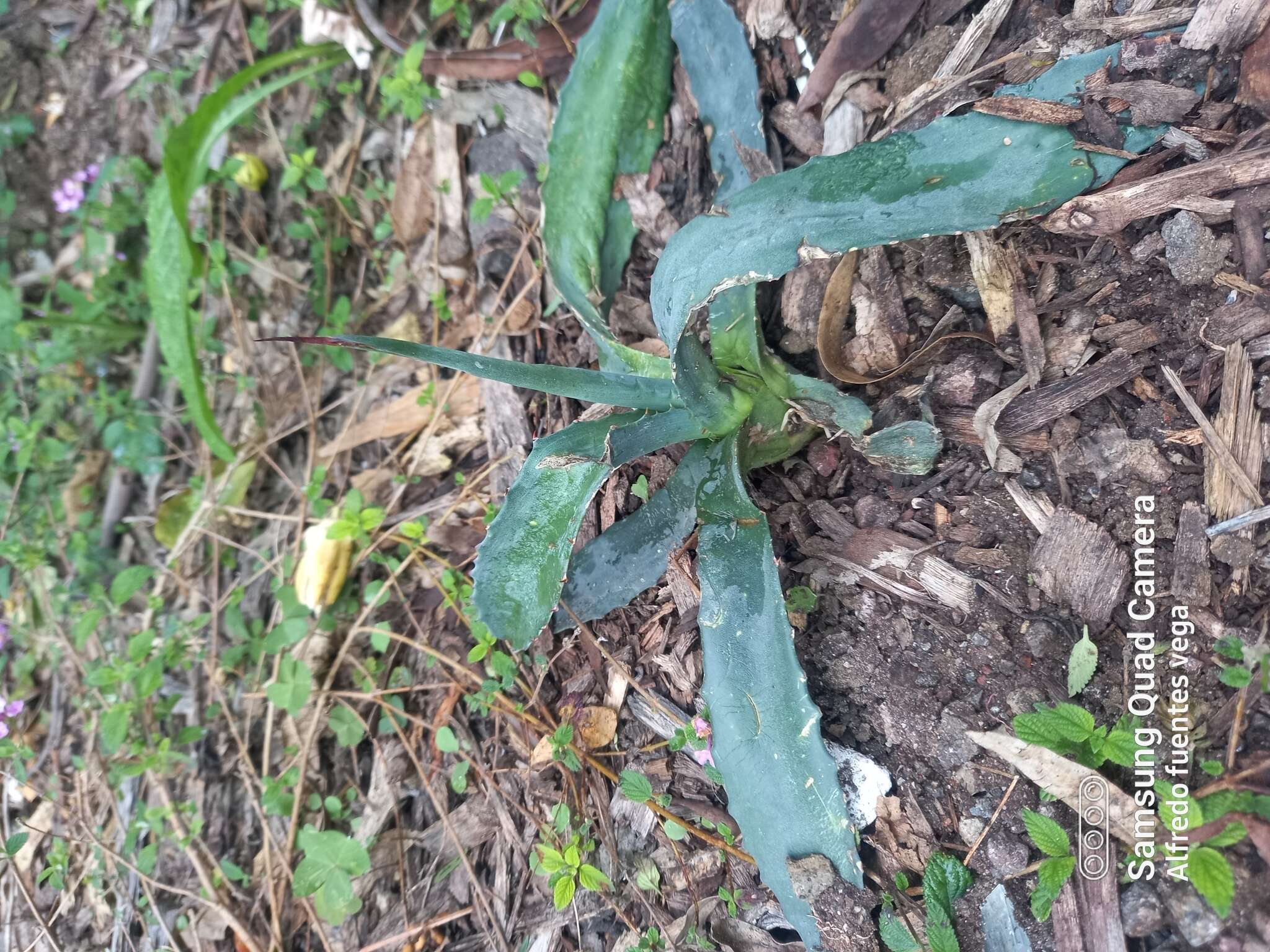 Image of Agave mapisaga Trel.