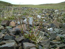 Image of Danish scurvygrass