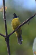 Image of Bornean Bulbul