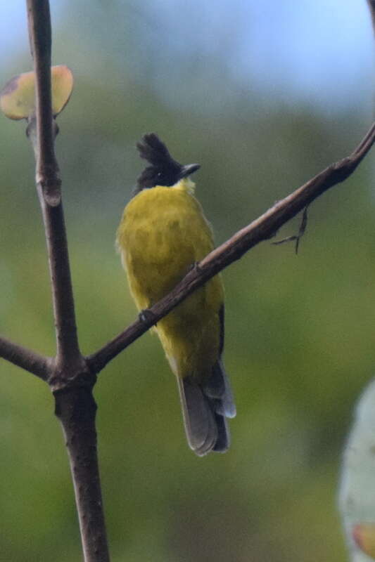 Image of Bornean Bulbul