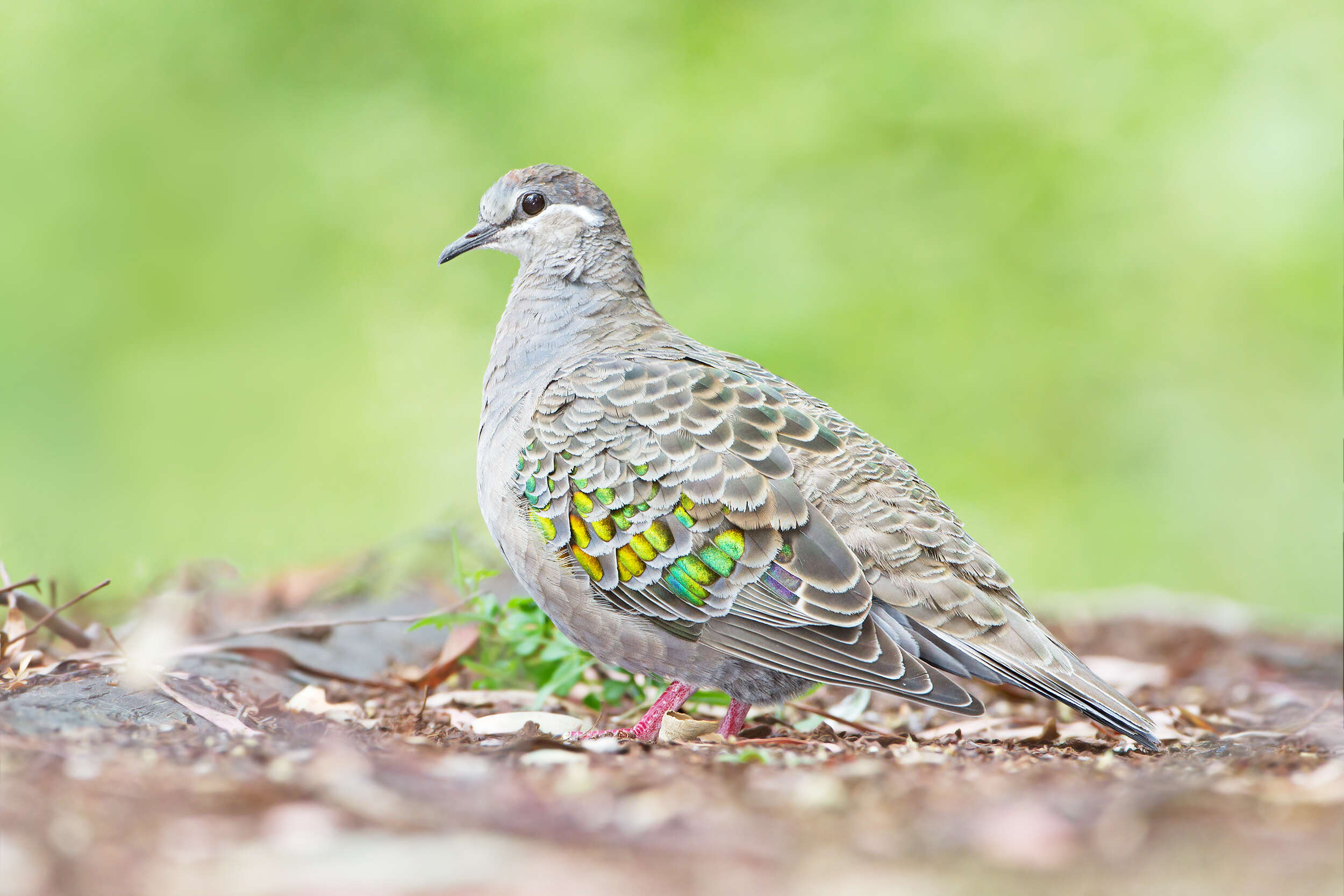 Image of Common Bronzewing