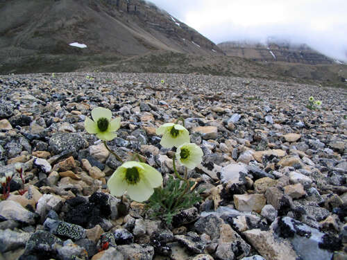 Imagem de Papaver radicatum subsp. polare Tolm.