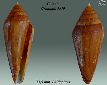 Image of Profundiconus lani (Crandall 1979)