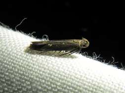 Image of Eyeringed Chionodes Moth