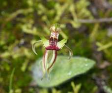 Caladenia amoena D. L. Jones的圖片