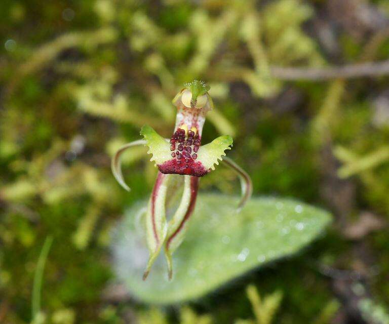 Caladenia amoena D. L. Jones的圖片