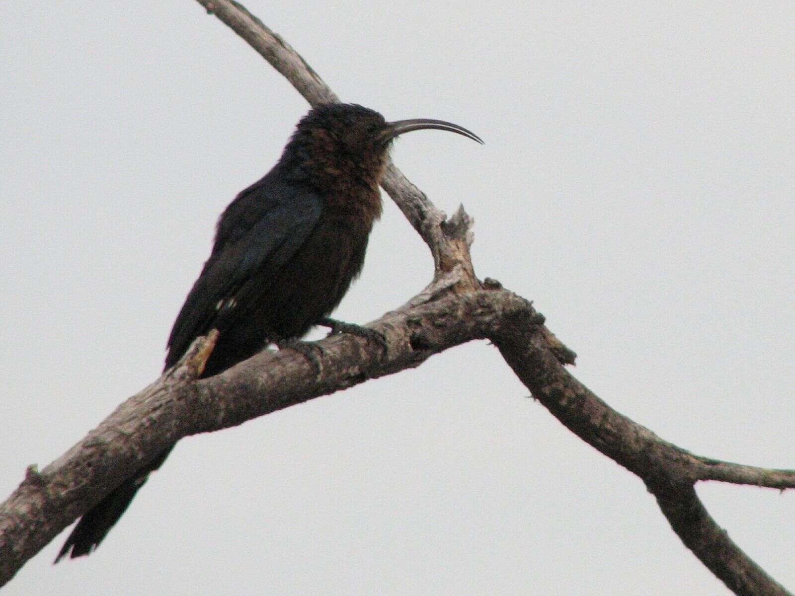 Image of hornbills and relatives