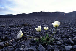 Imagem de Papaver radicatum subsp. polare Tolm.