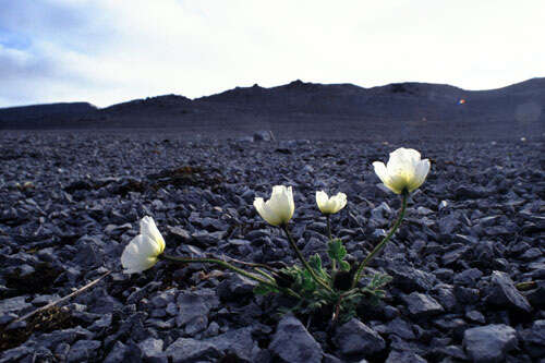 صورة Papaver radicatum subsp. polare Tolm.