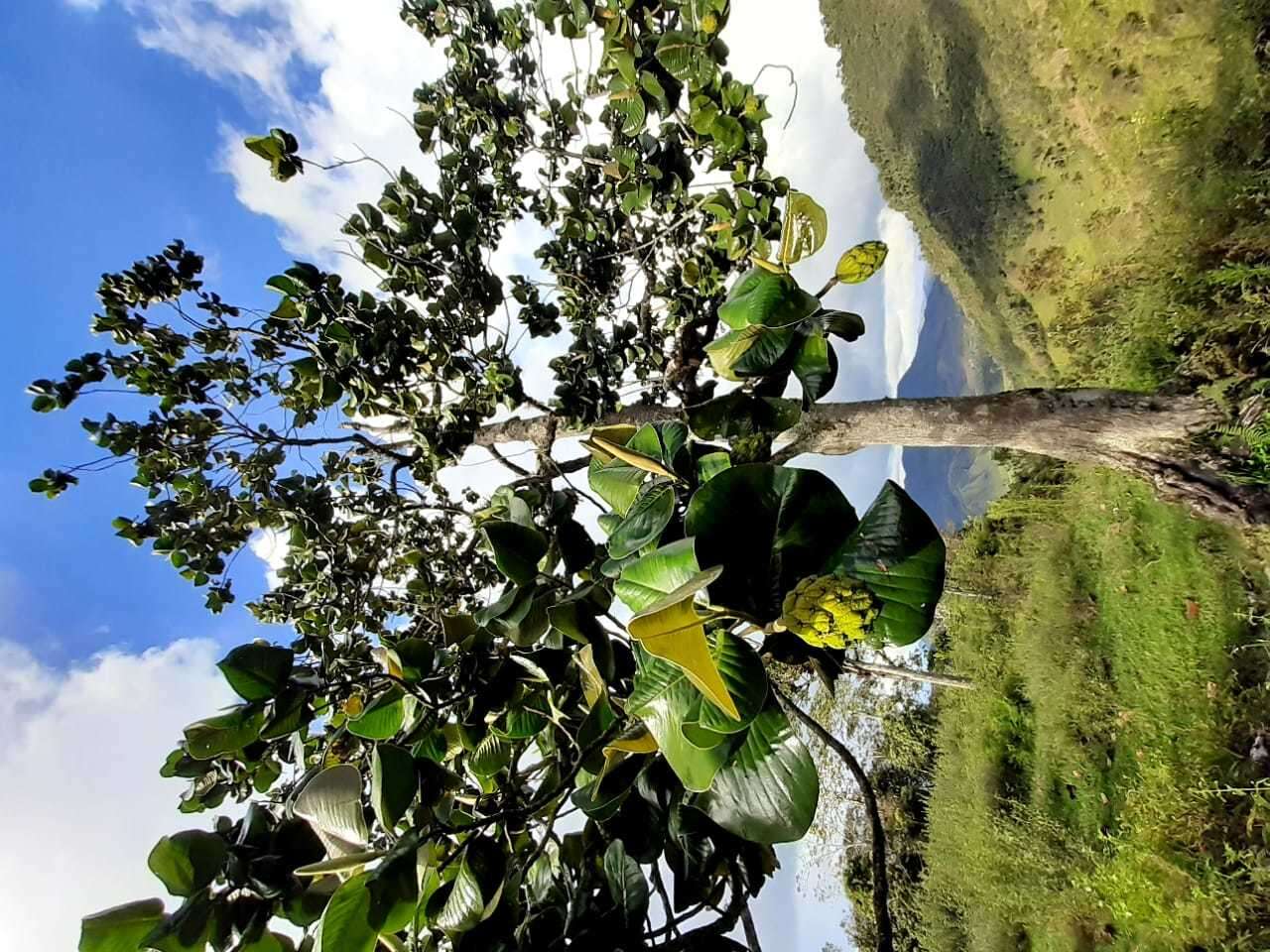 Image de Magnolia yarumalensis (Lozano) Govaerts