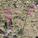 Слика од Gladiolus communis L.