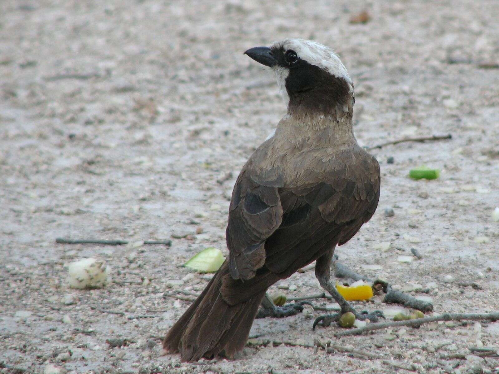 Image of true shrikes