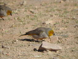 Image of Citron-headed Yellow Finch