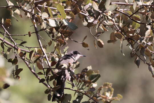 Image of Western Orphean Warbler