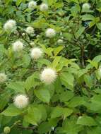 Image of common buttonbush