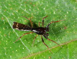 Image of Micrathena spinosa (Linnaeus 1758)