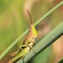 Image of Clip-wing Grasshopper