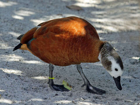 Image of Cape Shelduck